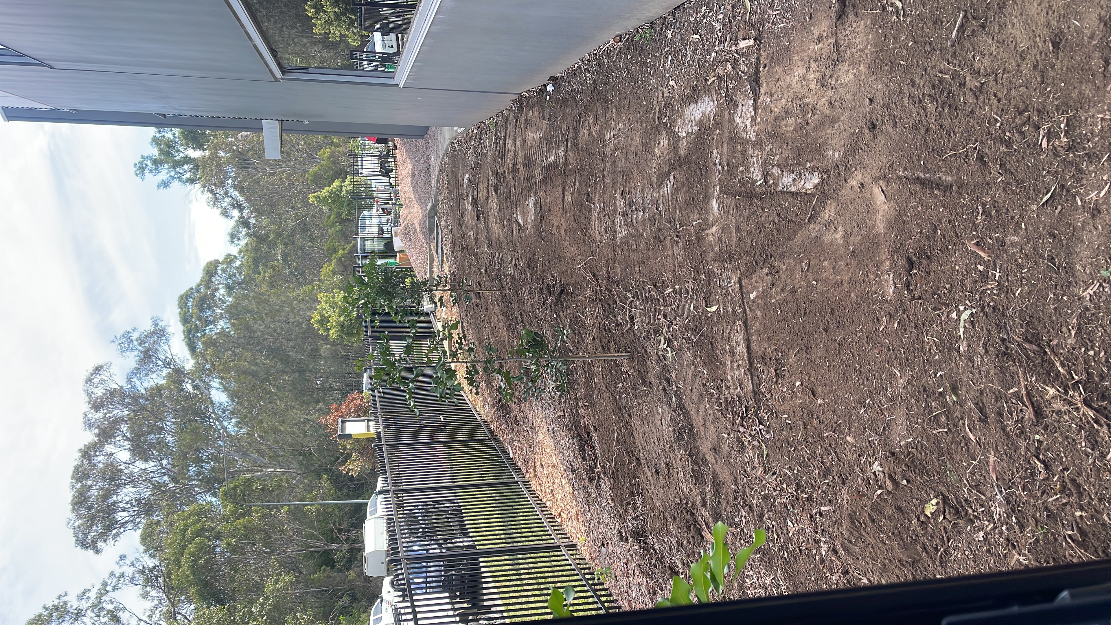 Newly planted tree row along fence line with mulched garden bed