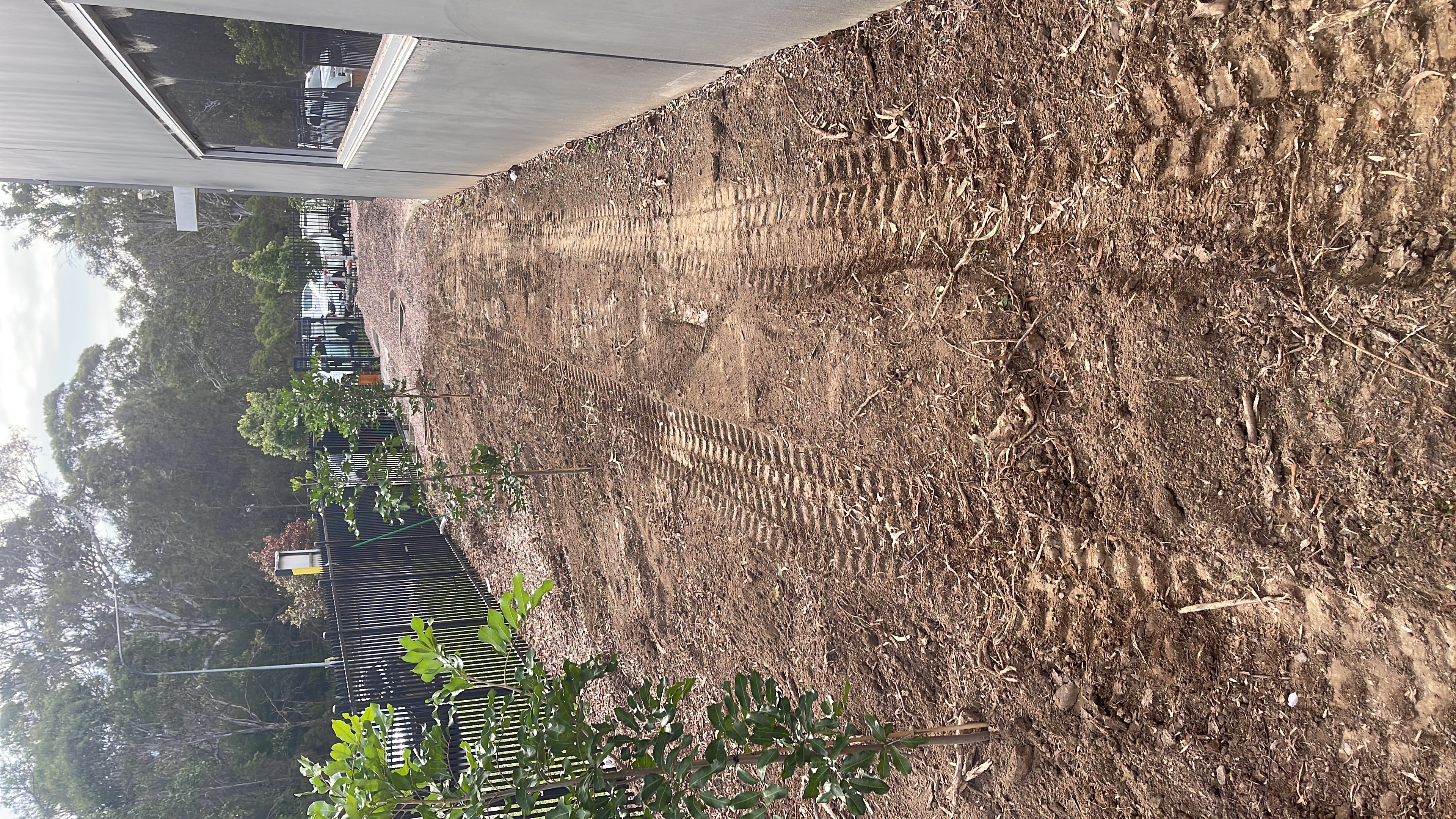 Newly planted tree row along fence line, second angle